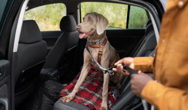 Transporte seu pet corretamente no carro e fique longe das multas